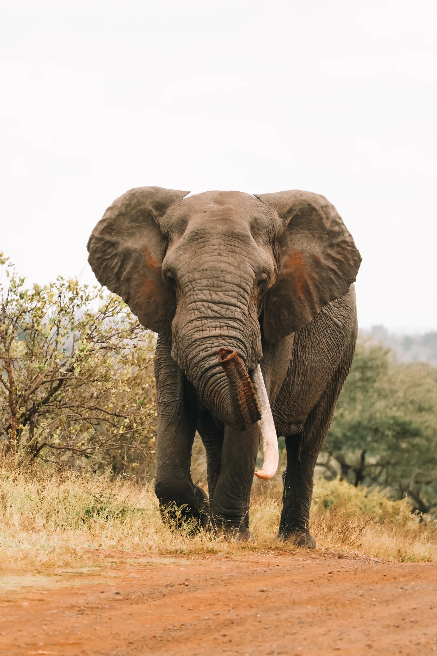 Elephant in Kruger landscape