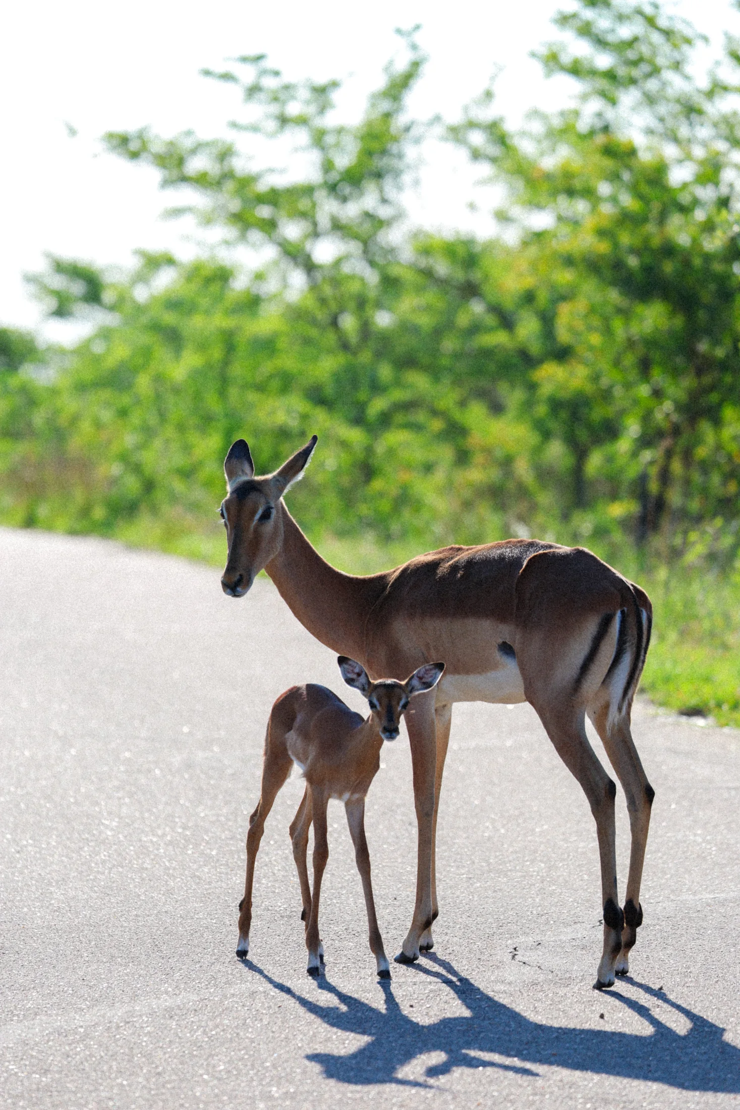 Antelope in the bush