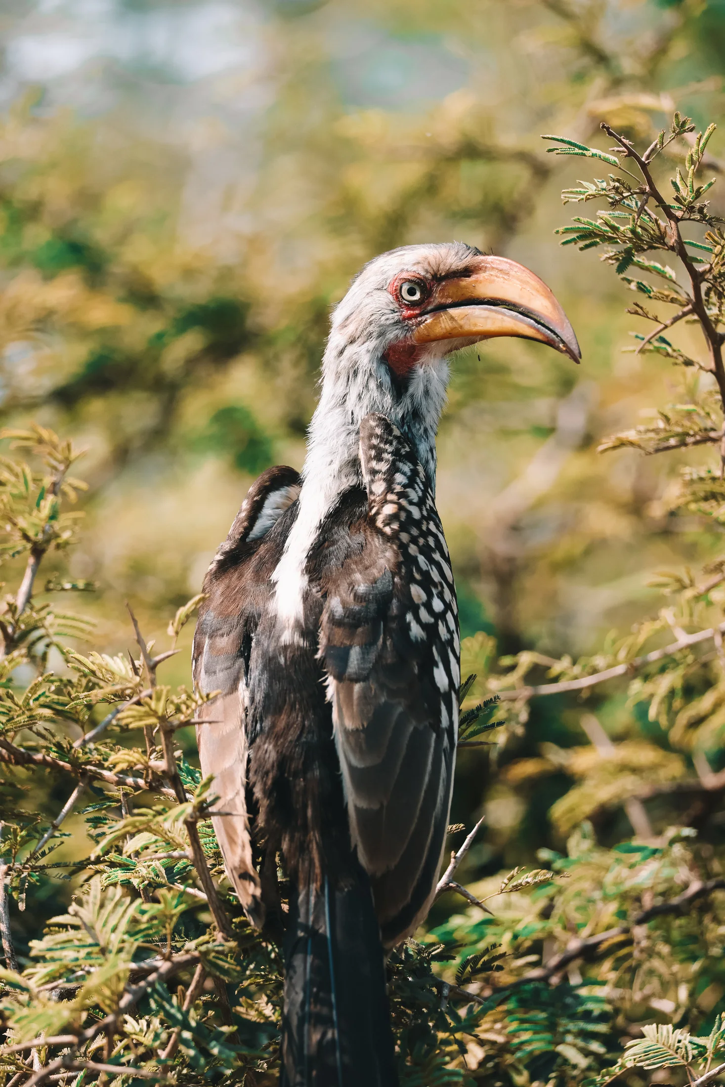 Birdlife in Kruger