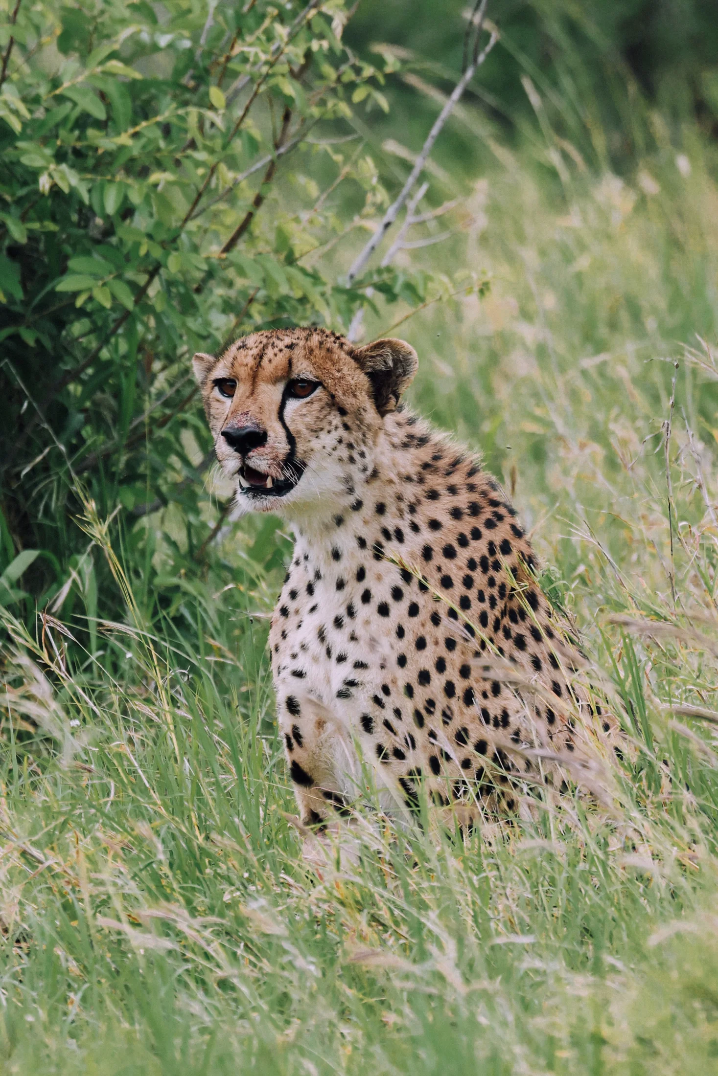 Cheetah in grassland