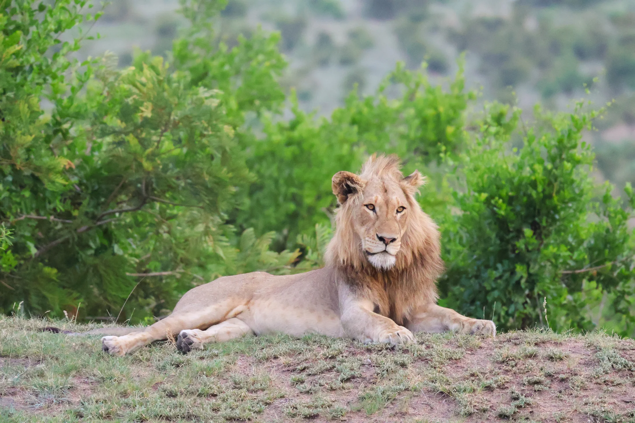 Lion in the South African bush