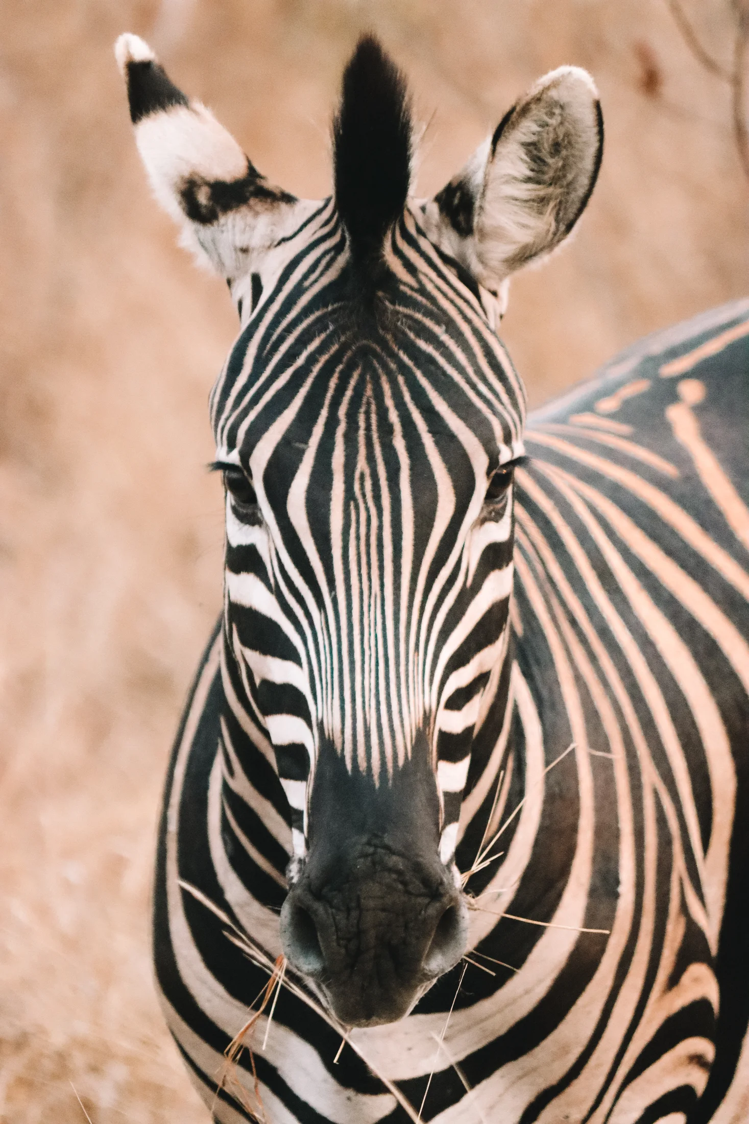 Zebra in Kruger