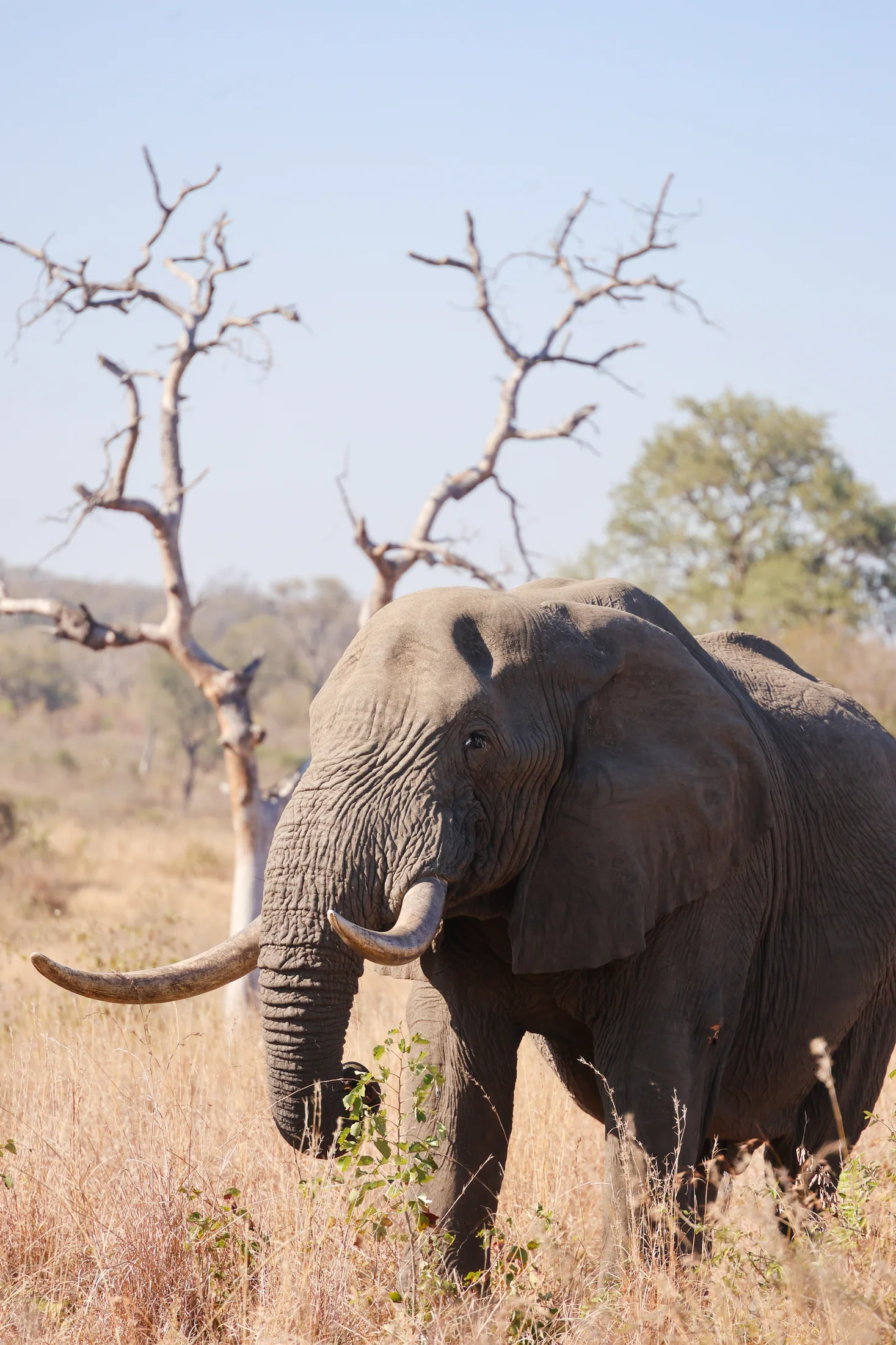Elephant encounter in the bush