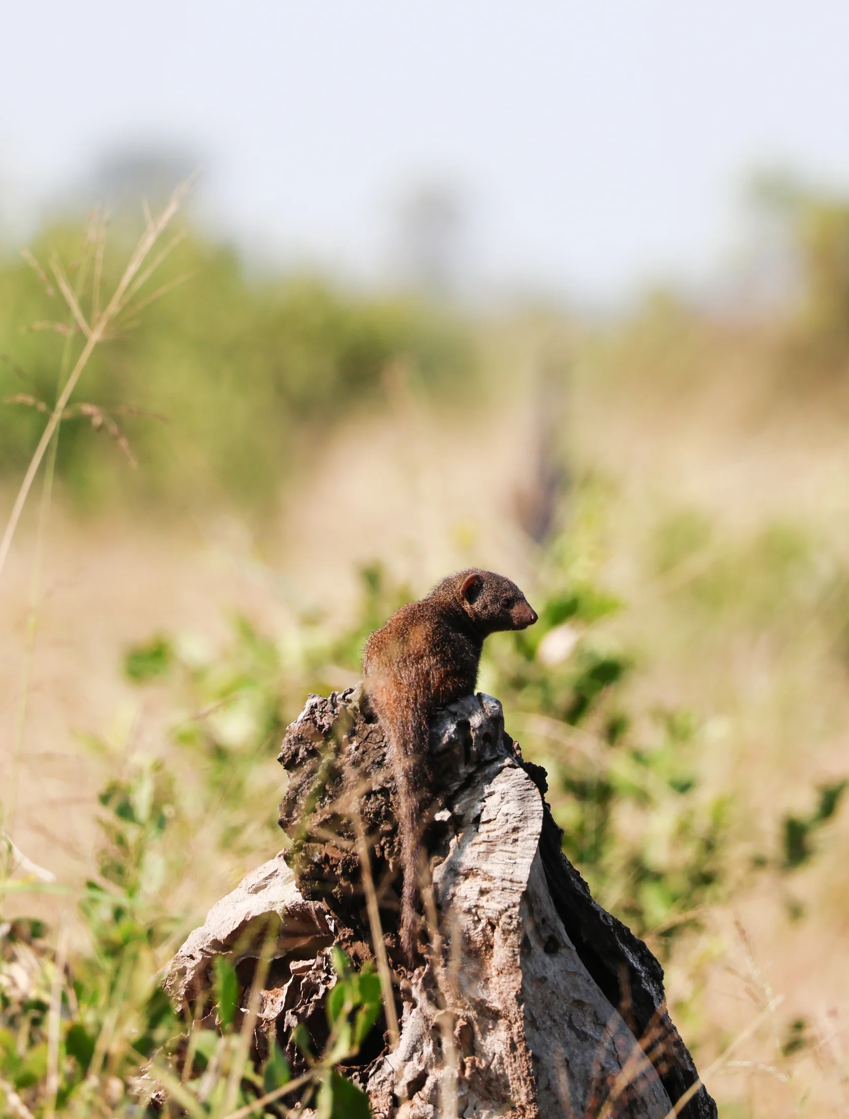 African birdlife